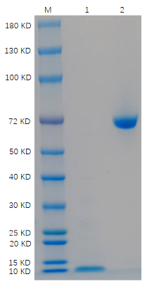 1. Nrg4: 1 μg<br />2. BSA: 1 μg